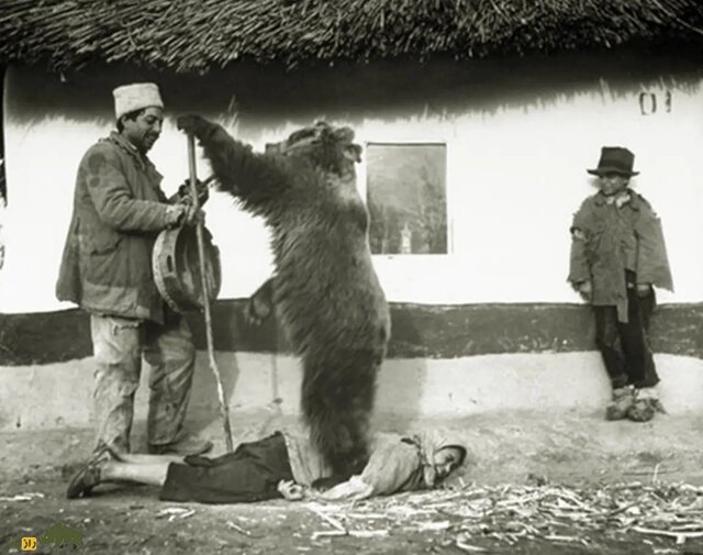 تصاویری باورنکردنی از درمان کمر درد به وسیله نشستن خرس روی انسان در رومانی!