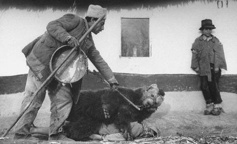 تصاویری باورنکردنی از درمان کمر درد به وسیله نشستن خرس روی انسان در رومانی!