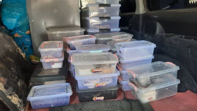 کشف و ضبط ۶۰ حلقه مار و خزنده غیربومی در پاکدشت