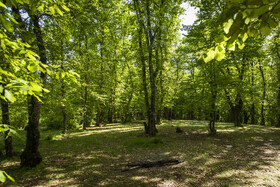 افزایش محسوس دما در شمال کشور/ احتمال آتش‌سوزی جنگل‌ها