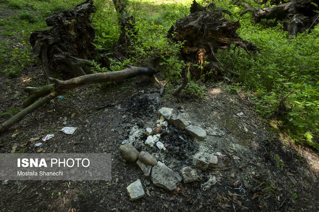 هیرکانی در اضطراب آتش بیتوجهی میسوزد/ گردشگرانِ ناآگاه، تهدید جنگلهای مازندران