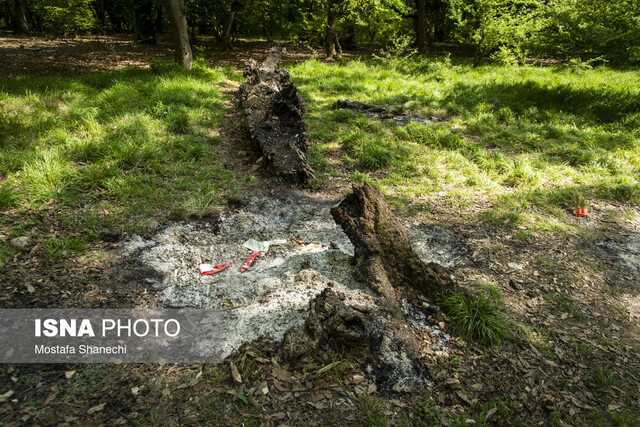 هیرکانی در اضطراب آتش بی‌توجهی می‌سوزد/ گردشگرانِ ناآگاه، تهدید جنگل‌های مازندران