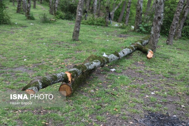 عکس تزئینی است دستگیری متخلف قطع غیرمجاز درختان سرخآباد