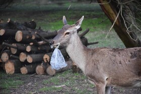 زباله هدیه مسافران نوروزی به استان گیلان