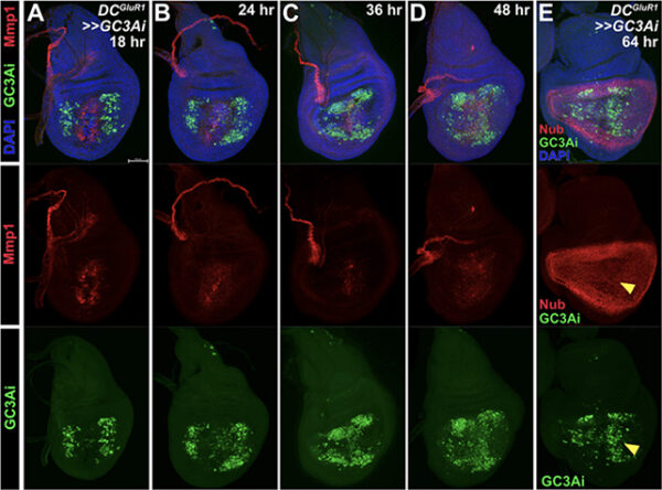 کشف نقش غیرمنتظره سلولهای در حال مرگ در فرآیند بهبودی