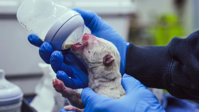 دانشمندان «گرگهای وحشت» را از انقراض برگرداندند