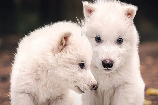 دانشمندان «گرگهای وحشت» را از انقراض برگرداندند دانشمندان «گرگهای وحشت» را از انقراض برگرداندند