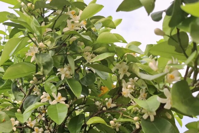 بهارنارنج، معجزه بهاری با عطری از سلامتی و آرامش