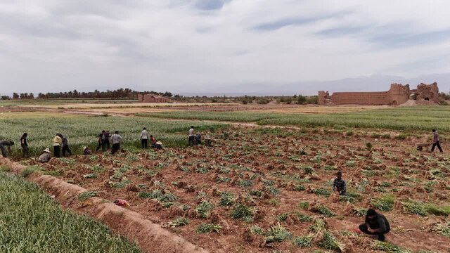 برگزاری نخستین جشنواره سیر در روستای شفیعآباد شهداد  برگزاری نخستین جشنواره سیر در روستای شفیعآباد شهداد