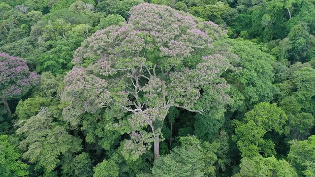 کشف درختی مرموز در جنگلهای پاناما که با استفاده از صاعقه، رقبای خود را نابود میکند!