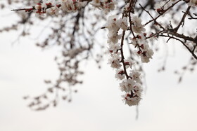 شکوفههای بهاری در شهرستان اهر