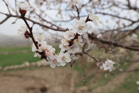 شکوفههای بهاری در شهرستان اهر