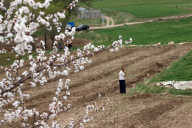 شکوفههای بهاری در شهرستان اهر