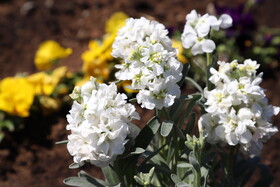 شکوفههای بهاری در شهرستان اهر