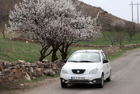 شکوفههای بهاری در شهرستان اهر