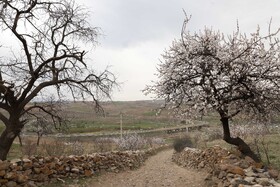 شکوفههای بهاری در شهرستان اهر