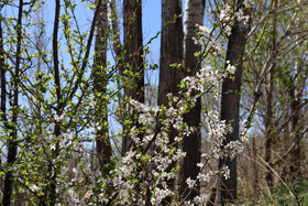 شکوفههای بهاری در شهرستان اهر