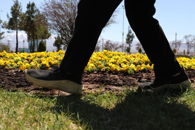 شکوفههای بهاری در شهرستان اهر