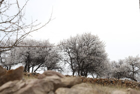 شکوفههای بهاری در شهرستان اهر