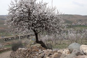 شکوفههای بهاری در شهرستان اهر