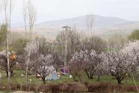 شکوفههای بهاری در شهرستان اهر