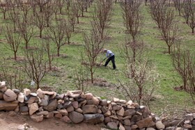 شکوفههای بهاری در شهرستان اهر