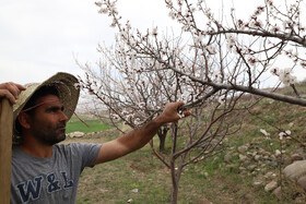 شکوفههای بهاری در شهرستان اهر