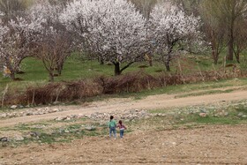 شکوفههای بهاری در شهرستان اهر