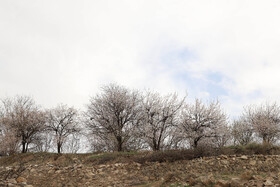 شکوفههای بهاری در شهرستان اهر