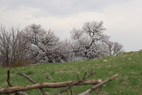 شکوفههای بهاری در شهرستان اهر