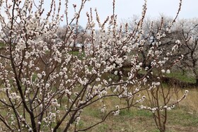 شکوفههای بهاری در شهرستان اهر