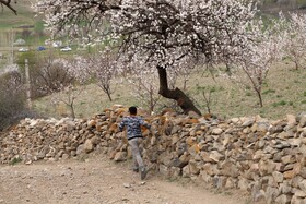 شکوفههای بهاری در شهرستان اهر