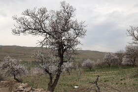 شکوفههای بهاری در شهرستان اهر