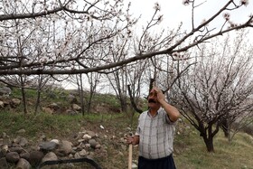 شکوفههای بهاری در شهرستان اهر