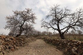 شکوفههای بهاری در شهرستان اهر