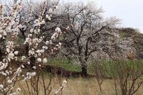 شکوفههای بهاری در شهرستان اهر