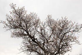 شکوفههای بهاری در شهرستان اهر