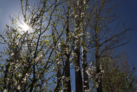 شکوفههای بهاری در شهرستان اهر