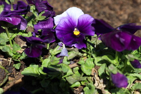 شکوفههای بهاری در شهرستان اهر