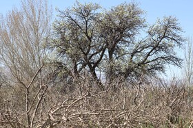 شکوفههای بهاری در شهرستان اهر