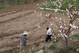شکوفههای بهاری در شهرستان اهر