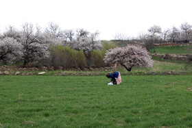 شکوفههای بهاری در شهرستان اهر