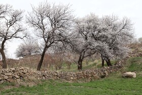 شکوفههای بهاری در شهرستان اهر