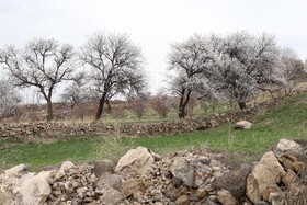 شکوفههای بهاری در شهرستان اهر