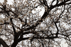 شکوفههای بهاری در شهرستان اهر