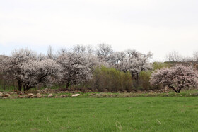 شکوفههای بهاری در شهرستان اهر