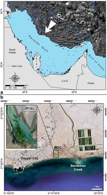نابودی سریع جنگلهای حرا در شمال خلیج فارس؛ زنگ خطری برای محیط زیست ساحلی ایران