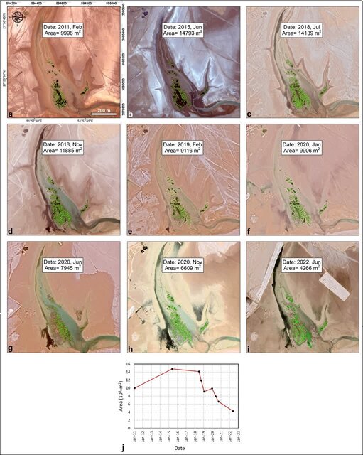 نابودی سریع جنگلهای حرا در شمال خلیج فارس؛ زنگ خطری برای محیط زیست ساحلی ایران