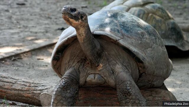 عکس: بیبیسی یک جفت لاکپشت از گونه کمیاب «گالاپاگوس» در ۱۰۰ سالگی صاحب فرزند شدند