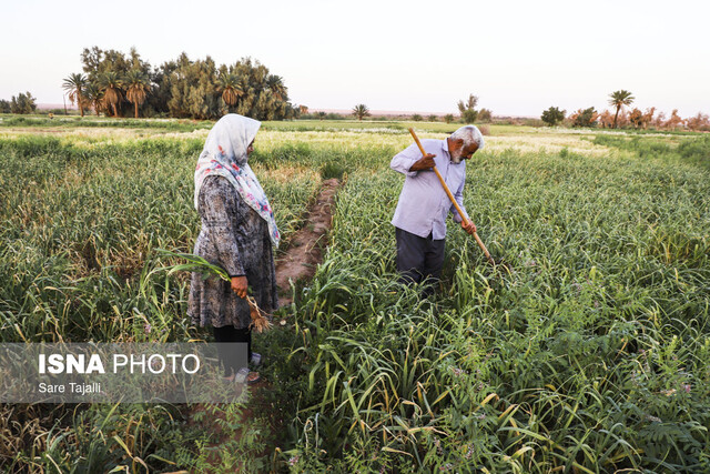 عکس تزئینی است آغاز کشت سیر در مزارع طارم